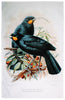 Huia Bird of NZ Ceramic Mug